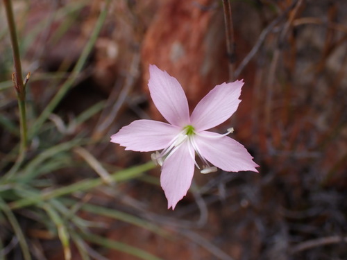 Dianthus thunbergii (Dianthus thunbergii)