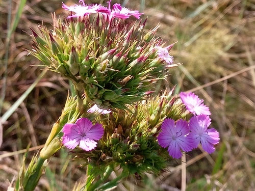 Dianthus trifasciculatus (Dianthus trifasciculatus)