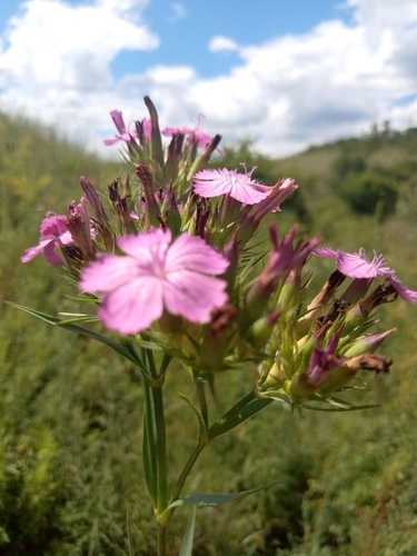 Dianthus trifasciculatus (Dianthus trifasciculatus)