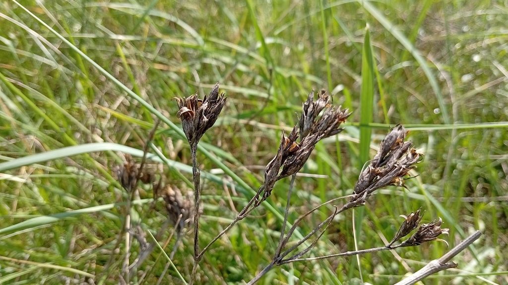 Dianthus trifasciculatus (Dianthus trifasciculatus)