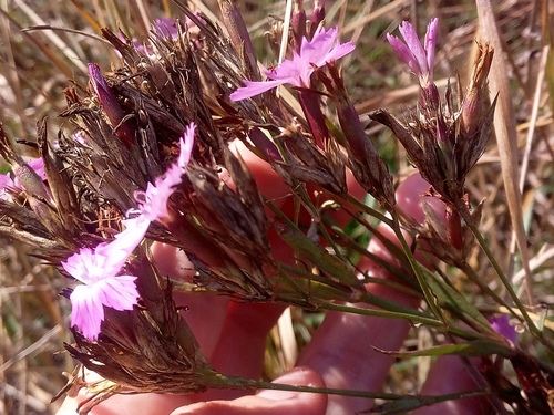 Dianthus trifasciculatus (Dianthus trifasciculatus)