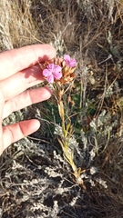 Dianthus trifasciculatus (Dianthus trifasciculatus)