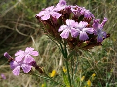 Dianthus trifasciculatus (Dianthus trifasciculatus)