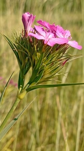 Dianthus trifasciculatus (Dianthus trifasciculatus)