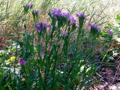 Dianthus trifasciculatus (Dianthus trifasciculatus)