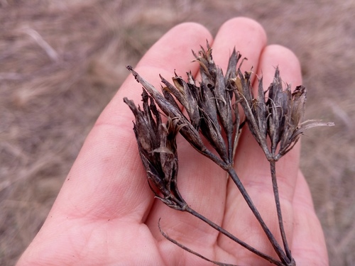 Dianthus trifasciculatus (Dianthus trifasciculatus)