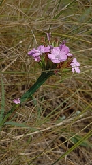 Dianthus trifasciculatus (Dianthus trifasciculatus)