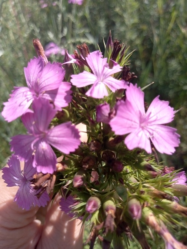 Dianthus trifasciculatus (Dianthus trifasciculatus)