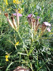 Dianthus trifasciculatus (Dianthus trifasciculatus)