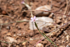 Dianthus tripunctatus (Dianthus tripunctatus)