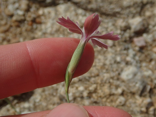 Dianthus tripunctatus (Dianthus tripunctatus)