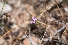 Dianthus tripunctatus (Dianthus tripunctatus)