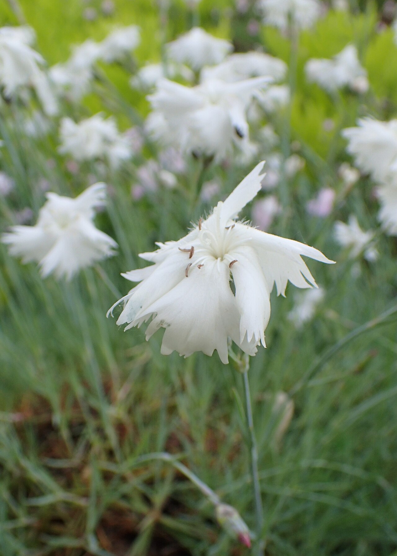 Dianthus turkestanicus: Dianthus turkestanicus in the Botanischer Garten, Berlin-Dahlem