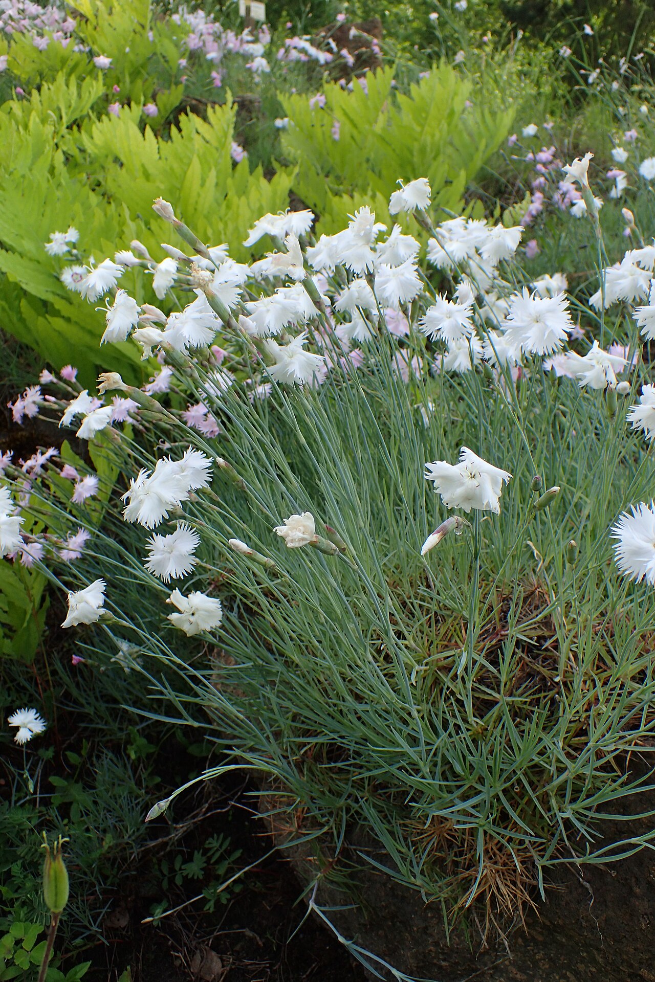 Dianthus turkestanicus: Dianthus turkestanicus in the Botanischer Garten, Berlin-Dahlem