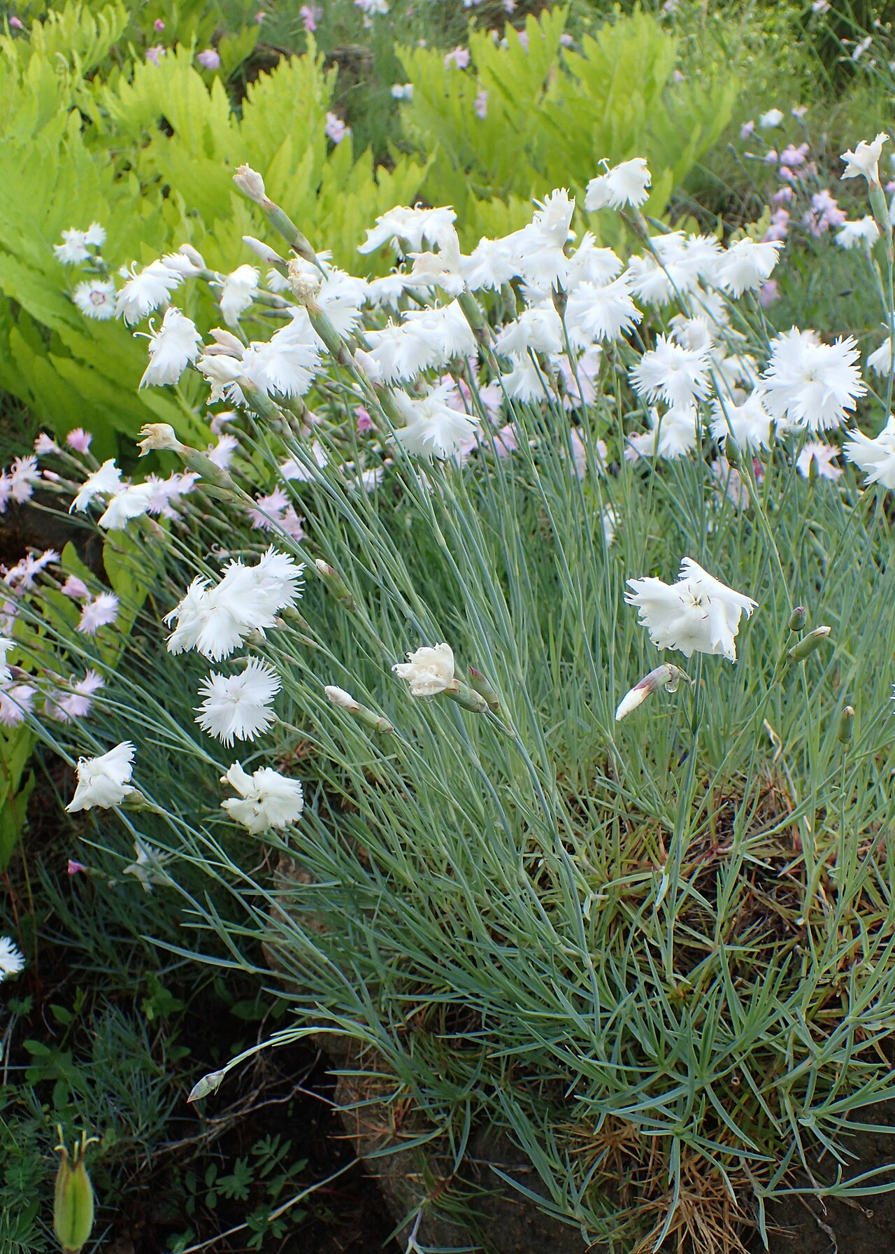 Dianthus turkestanicus: Dianthus turkestanicus in the Botanischer Garten, Berlin-Dahlem