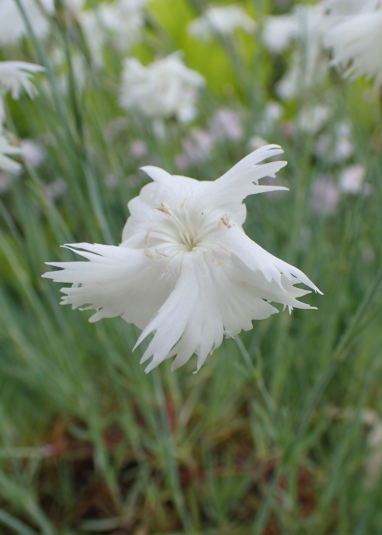 Dianthus turkestanicus: Dianthus turkestanicus in the Botanischer Garten, Berlin-Dahlem