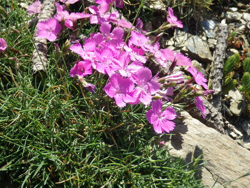 Dianthus vigoi (Dianthus vigoi)