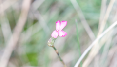 Dianthus virgineus (Dianthus virgineus)