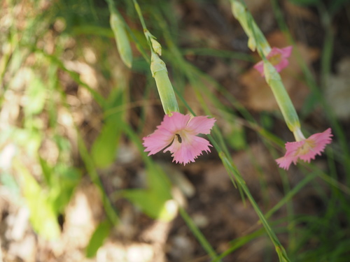 Dianthus virgineus (Dianthus virgineus)