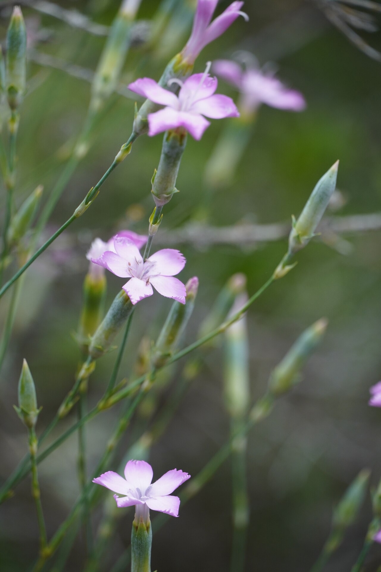 Dianthus virgineus: Apennine wood pink ( Dianthus virgineus ) in France