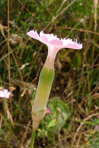 Dianthus virgineus (Dianthus virgineus)