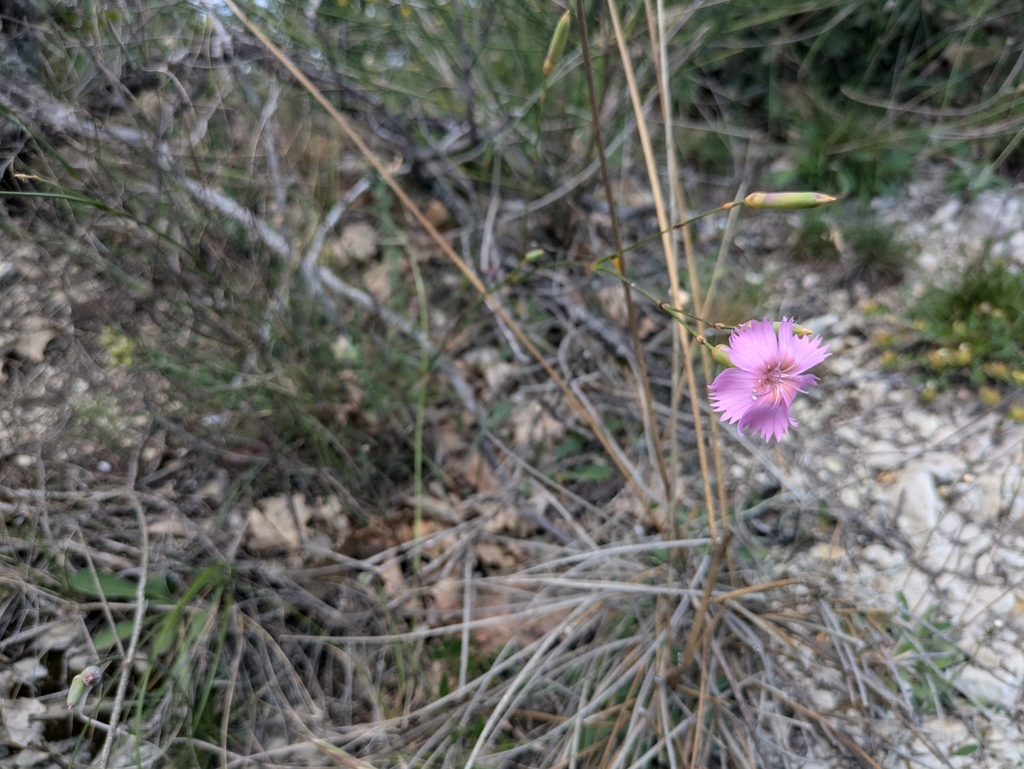 Dianthus virgineus (Dianthus virgineus)