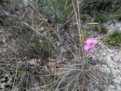 Dianthus virgineus (Dianthus virgineus)