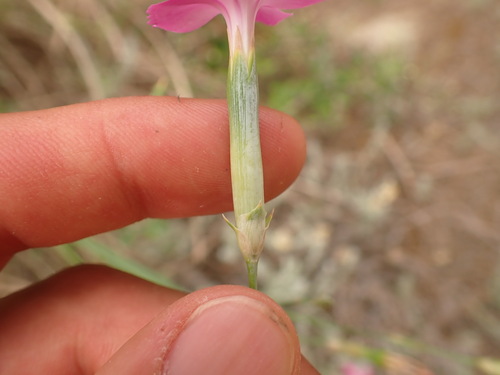 Dianthus virgineus (Dianthus virgineus)
