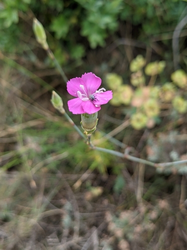 Dianthus virgineus (Dianthus virgineus)