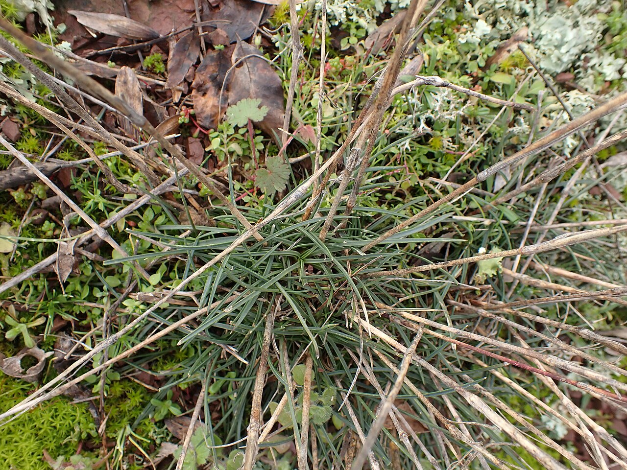 Dianthus virgineus: Apennine wood pink ( Dianthus virgineus ) in France