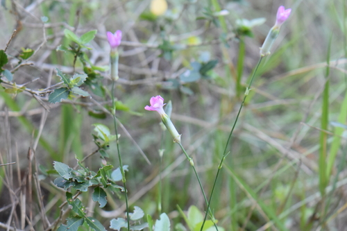 Dianthus virgineus (Dianthus virgineus)