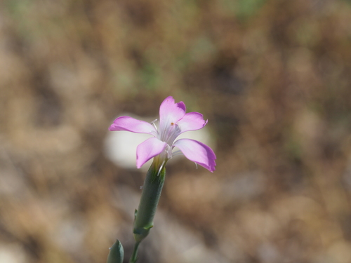 Dianthus virgineus (Dianthus virgineus)