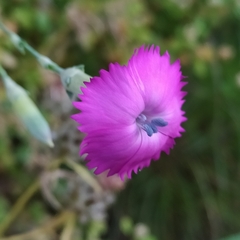 Dianthus virgineus (Dianthus virgineus)