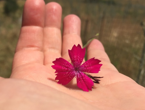 Dianthus viscidus (Dianthus viscidus)
