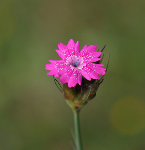 Dianthus viscidus (Dianthus viscidus)