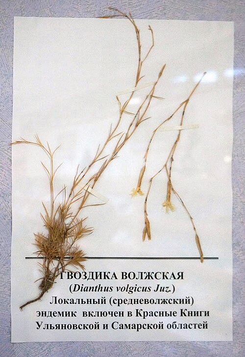 Dianthus volgicus: Гвоздика волжская (Dianthus volgicus) в музее института экологии Волжского бассейна РАН