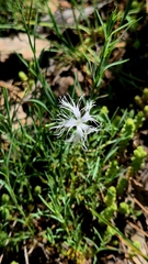 Dianthus volgicus (Dianthus volgicus)
