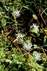Dianthus volgicus (Dianthus volgicus)
