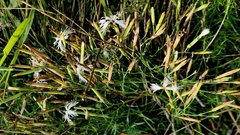 Dianthus volgicus (Dianthus volgicus)