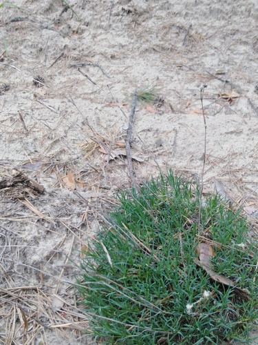 Dianthus volgicus (Dianthus volgicus)