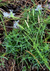 Dianthus volgicus (Dianthus volgicus)