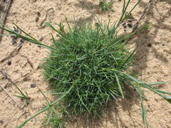Dianthus volgicus (Dianthus volgicus)