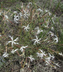 Dianthus volgicus (Dianthus volgicus)