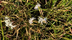 Dianthus volgicus (Dianthus volgicus)