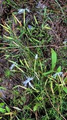 Dianthus volgicus (Dianthus volgicus)