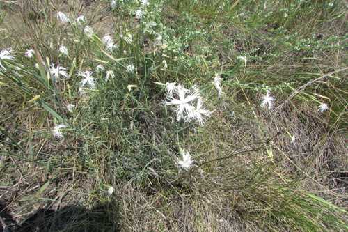 Dianthus volgicus (Dianthus volgicus)