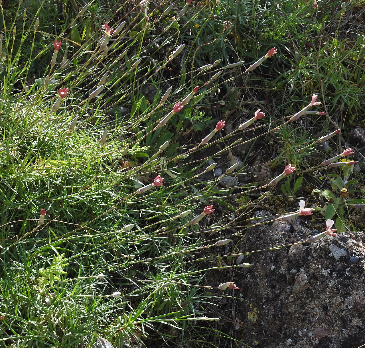 Dianthus xylorrhizus: Dianthus xylorrhizus , near Polyrinia, Crete , Greece