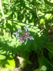 Diarthron altaicum (Diarthron altaicum)