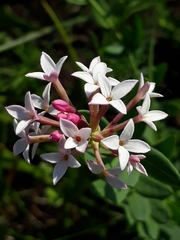 Diarthron altaicum (Diarthron altaicum)