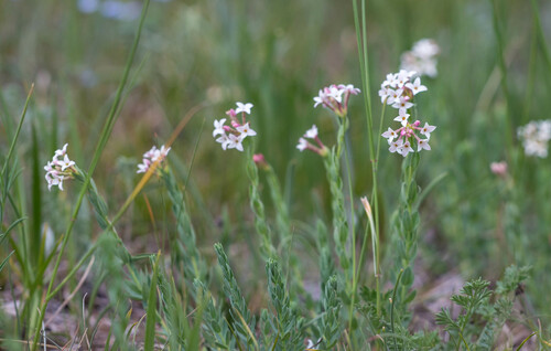 Diarthron altaicum (Diarthron altaicum)